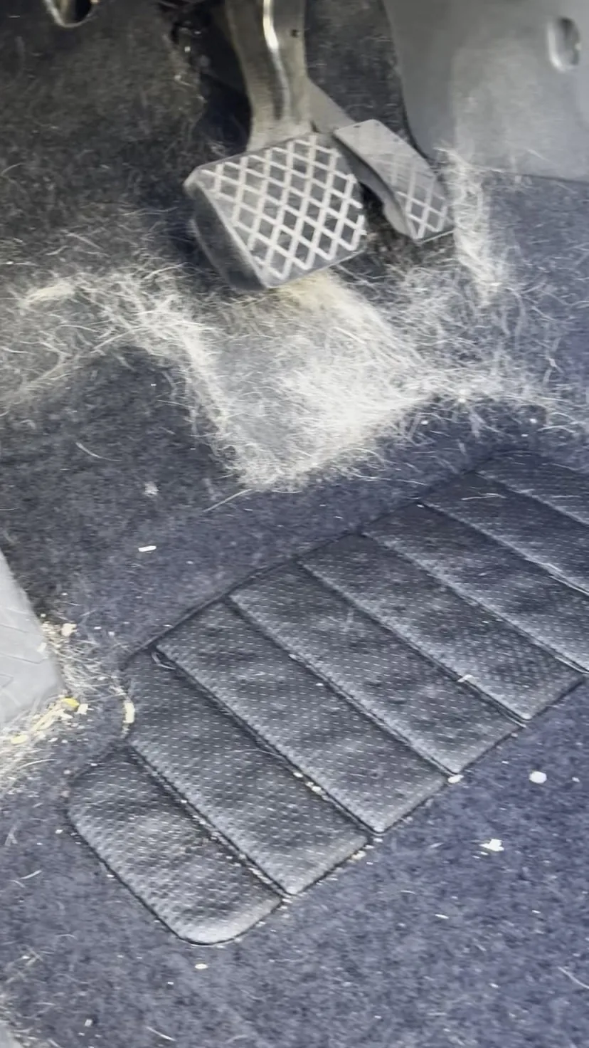 Car footwell carpet buried in pet hair and embedded dirt before detailing